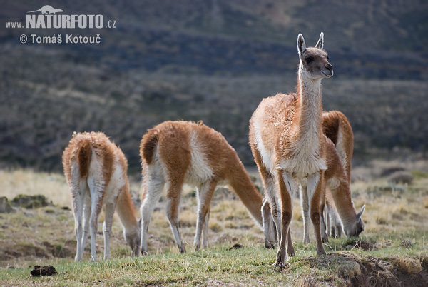 Guanako (Lama guanicoe)