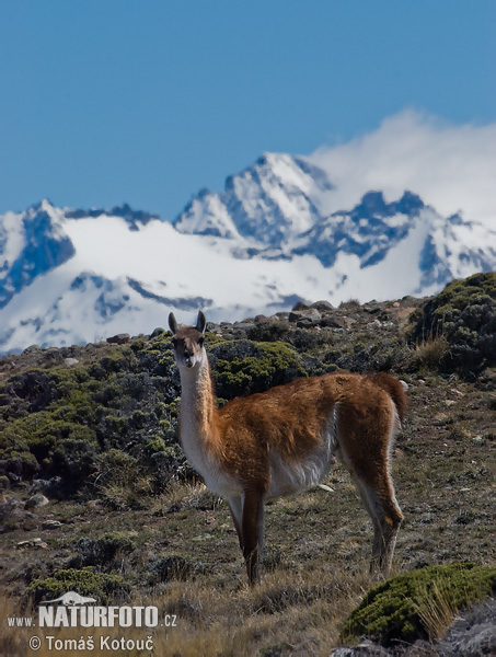 Guanako (Lama guanicoe)