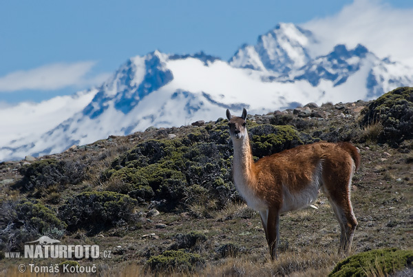 Guanako (Lama guanicoe)