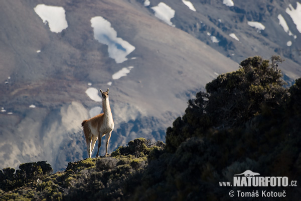 Guanako (Lama guanicoe)