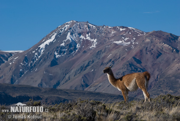 Guanako (Lama guanicoe)