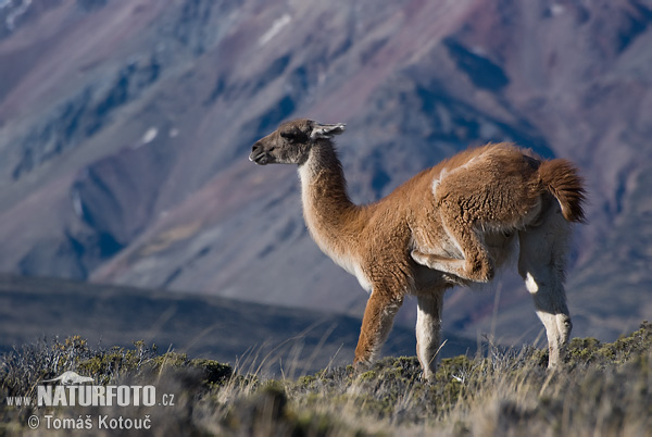 Guanako (Lama guanicoe)