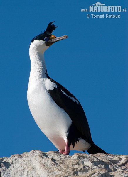 Kormorán modrooký (Phalacrocorax atriceps)