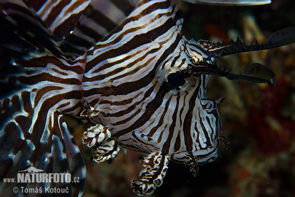 Krídlovec ohnivý (Pterois volitans)