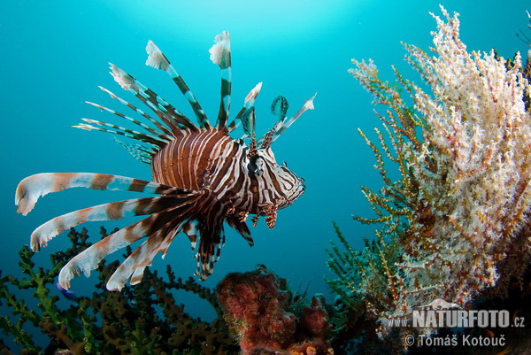 Krídlovec ohnivý (Pterois volitans)