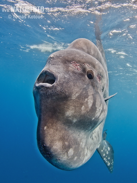 Mesačník svietivý (Mola mola)