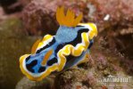 Hvězdnatka čtyřbarevná (Chromodoris quadricolor)