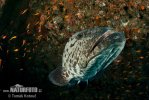 Kanic tukula (Epinephelus tukula)