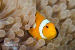 Klaun (Amphiprion sp.)