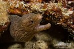 Muréna pruhoocasá (Gymnothorax sp.)
