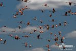 Plameňák chilský (Phoenicopterus chilensis)