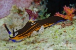 Polycera velkorohá (Nembrotha megalocera)