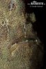 Rozedranec velký (Antennarius commerson)