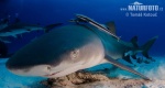 Žralok citrónový