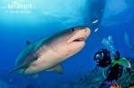 Žralok tygří (Galeocerdo cuvier)