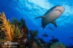 Žralok tygří