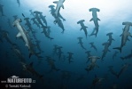 Žraloky kladivák