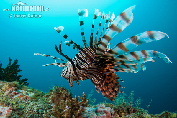 Perutýn ohnivý (Pterois volitans)