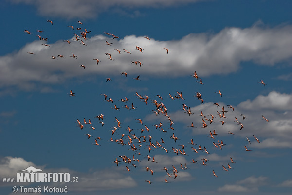 Plameniak čílsky (Phoenicopterus chilensis)