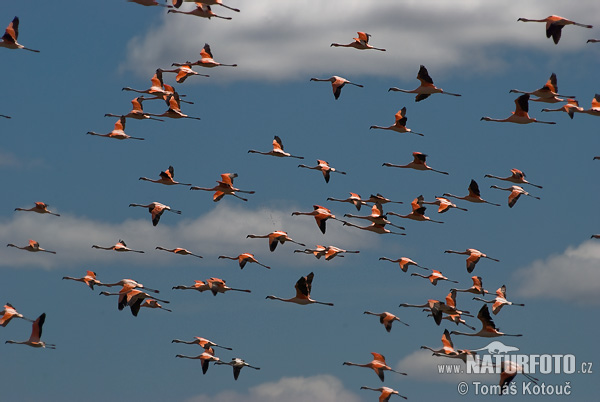 Plameniak čílsky (Phoenicopterus chilensis)