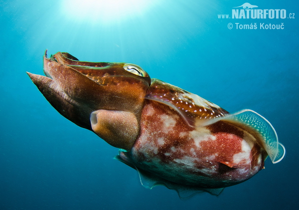 Sépia (Sepia latimanus)