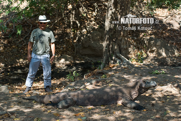 Varan komodský (Varanus komodoensis)