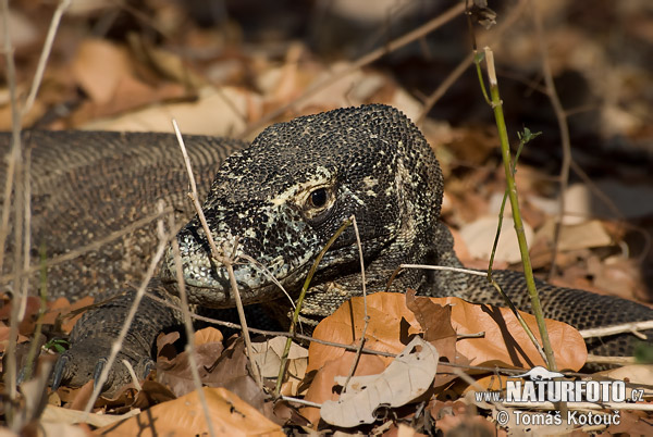 Varan komodský (Varanus komodoensis)