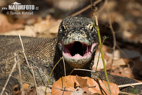 Varan komodský (Varanus komodoensis)