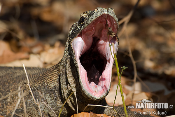 Varan komodský (Varanus komodoensis)