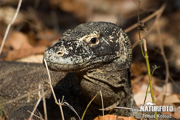 Varan komodský (Varanus komodoensis)