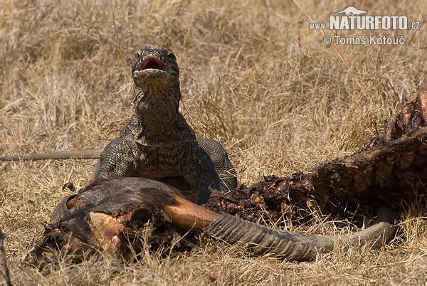 Varan komodský (Varanus komodoensis)