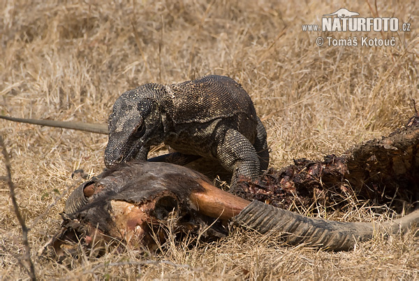 Varan komodský (Varanus komodoensis)