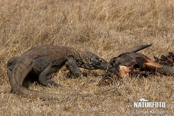 Varan komodský (Varanus komodoensis)