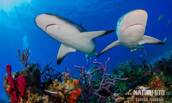 Žralok (Carcharhinus perezi)