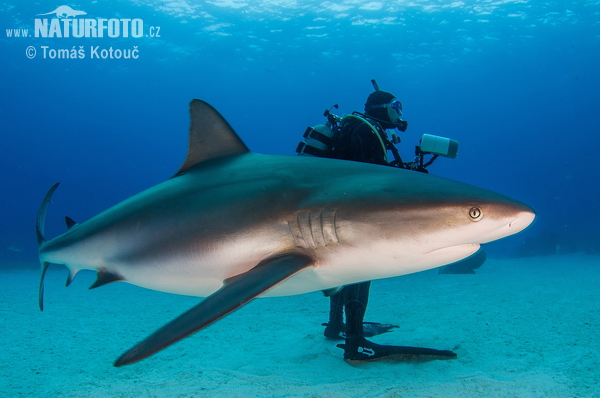 Žralok (Carcharhinus perezi)