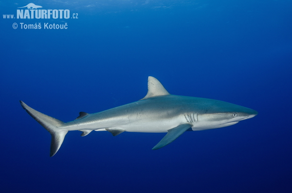 Žralok (Carcharhinus amblyrhynchos)