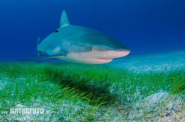 Žralok (Carcharhinus perezi)