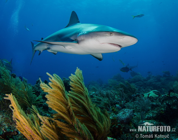 Žralok (Carcharhinus perezi)