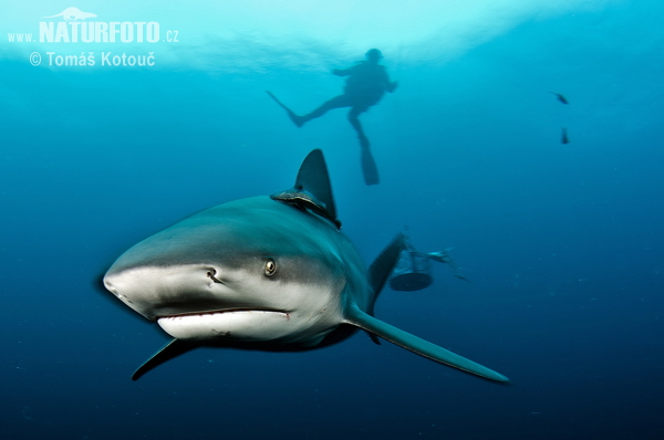 Žralok belavý (Carcharhinus leucas)