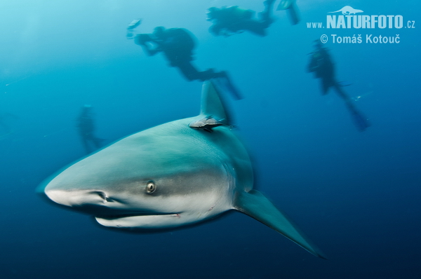 Žralok belavý (Carcharhinus leucas)