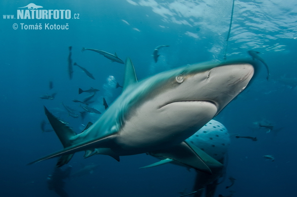 Žralok čiernocípy (Carcharhinus limbatus)