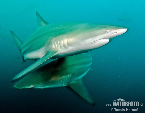 Žralok čiernocípy (Carcharhinus limbatus)