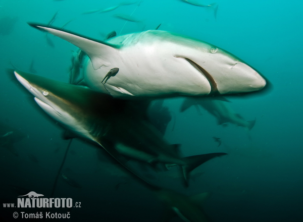 Žralok čiernocípy (Carcharhinus limbatus)