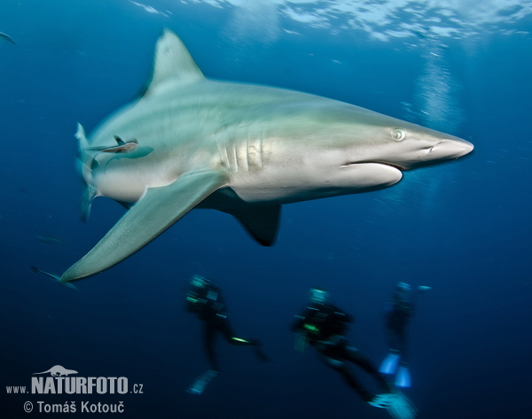 Žralok čiernocípy (Carcharhinus limbatus)