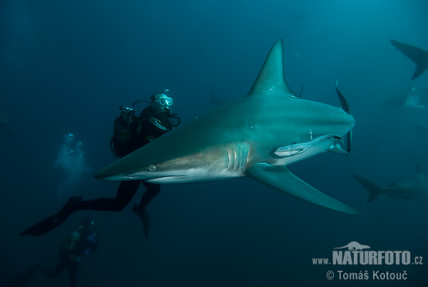 Žralok čiernocípy (Carcharhinus limbatus)