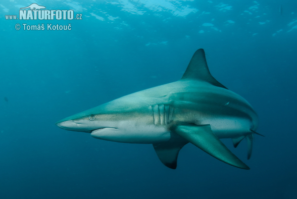 Žralok čiernocípy (Carcharhinus limbatus)