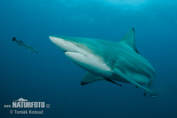 Žralok čiernocípy (Carcharhinus limbatus)