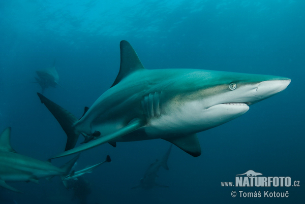 Žralok čiernocípy (Carcharhinus limbatus)