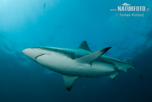 Žralok čiernocípy (Carcharhinus limbatus)