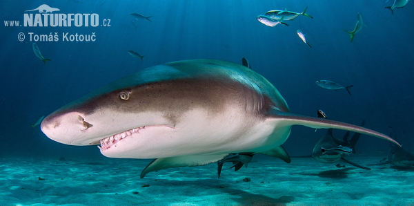 Žralok citrónový (Negaprion brevirostris)